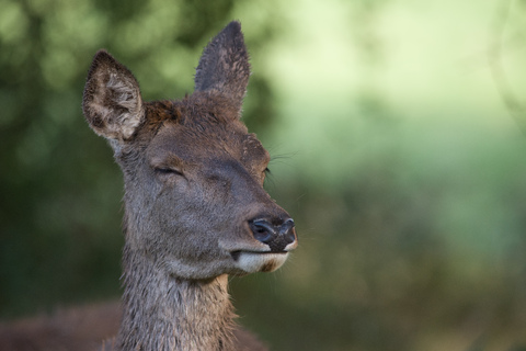 England, Portrait of red deer, Cervus elaphus stock photo