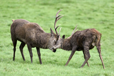 England, zwei kämpfende Rothirsche, Cervus elaphus - MJOF01436