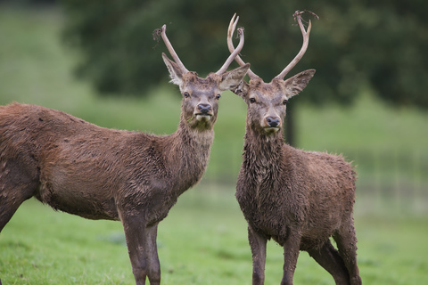 England, Rothirsche, Cervus elaphus, lizenzfreies Stockfoto