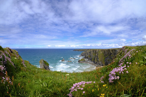 Großbritannien, England, Cornwall, bei Newquay, Bedruthan Steps, Felsenküste, Sumpfdotterblumen - SIEF07587