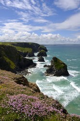 Great Britain, England, Cornwall, near Newquay, Bedruthan Steps, rocky coast, marsh daisies - SIEF07588