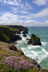 Großbritannien, England, Cornwall, bei Newquay, Bedruthan Steps, Felsenküste, Sumpfdotterblumen - SIEF07588