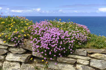 Großbritannien, Cornwall, bei Newquay, Sumpf-Gänseblümchen auf Natursteinmauer - SIEF07590