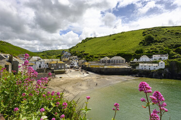 Vereinigtes Königreich, England, Cornwall, Port Isaac, Fischerdorf, roter Baldrian - SIEF07592