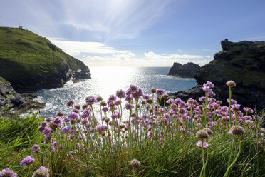 Großbritannien, Cornwall, Boscastle, felsige Küste, Sumpfdotterblumen - SIEF07595