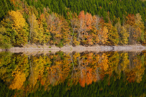 Deutschland, Herbst Wald, Wasser Reflexion - JTF00855