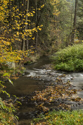 Germany, Thuringia, Ziegenrueck, mountain stream in autumn - MELF00189