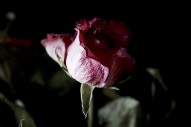 Verwelkte rosa Rose vor schwarzem Hintergrund, Nahaufnahme - JTF00858