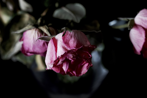 Verwelkte rosa Rosen vor schwarzem Hintergrund, Nahaufnahme, lizenzfreies Stockfoto