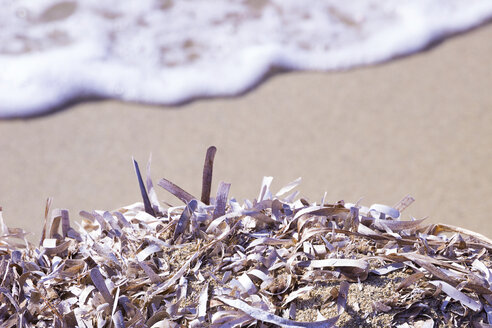 Abgestorbenes Neptungras am Strand - CMF00743