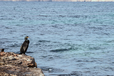 Spanien, Formentera, Kormoran auf Felsen stehend - CMF00749