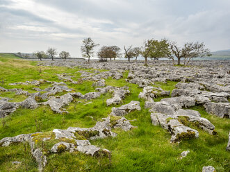 Großbritannien, England, Bezirk Yorkshire Dales, Southerscale, Southerscales Naturreservat, felsiges Feld - STSF01392