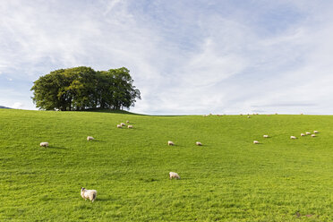 UK, Scotland, Highland, flock of sheep grazing on meadow - FOF09462