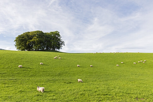 UK, Scotland, Highland, flock of sheep grazing on meadow - FOF09462