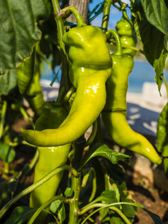 Croatia, Damlatia, Brac Island, Povlja, green chili pepper - AMF05509