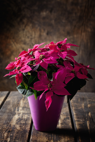 Rosa getöpferter Weihnachtsstern auf dunklem Holz, lizenzfreies Stockfoto