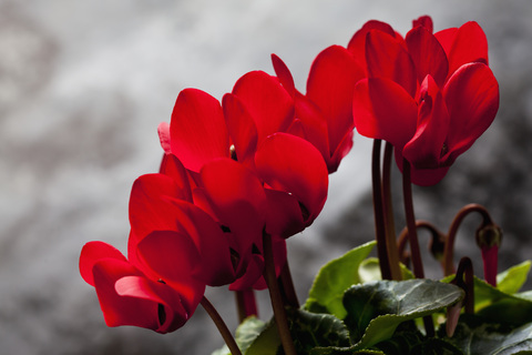 Rote Cyclamen, lizenzfreies Stockfoto