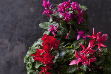 Rote und rosa Cyclamen auf dunklem Grund - CSF28517