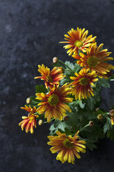 Zweifarbige Chrysantheme - CSF28520