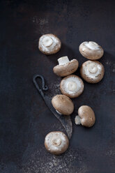 Eight crimini mushrooms and an old knife on rusty ground - CSF28527