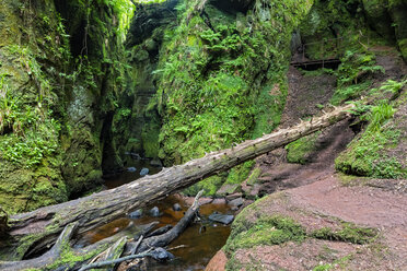 Großbritannien, Schottland, Trossachs National Park, Finnich Glen Canyon, The Devil's Pulpit, River Carnock Burn - FOF09500