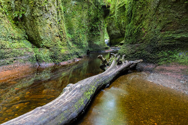 Great Britain, Scotland, Trossachs National Park, Finnich Glen canyon, The Devil's Pulpit, River Carnock Burn, deadwood - FOF09502