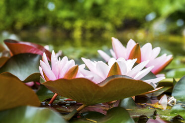 Water lilies in a pond - PUF00897