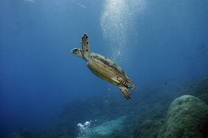 Indonesien, Bali, Nusa Lembongan, Echte Karettschildkröte, Eretmochelys imbricata - ZC00562