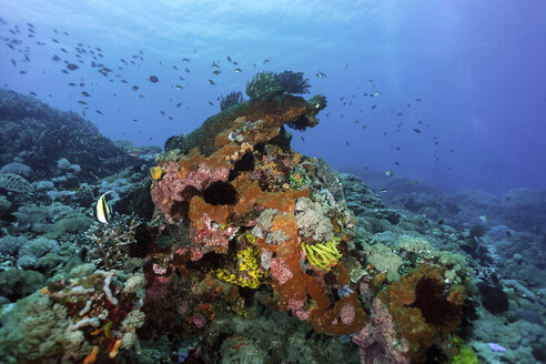 Indonesien, Bali, Nusa Lembongan, Korallenriff und tropische Fische - ZC00563