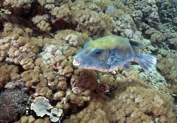 Indonesien, Bali, Nusa Lembongan, Blaupunkt-Kugelfisch, Arothron caeruleopunctatus - ZC00567