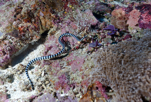 Indonesia, Bali, Nusa Lembongan, faint-banded sea snake, Hydrophis belcheri - ZC00569