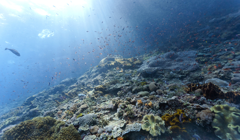 Indonesien, Bali, Nusa Lembongan, Korallenriff und verschiedene Rifffische, Lyretail Anthias, Pseudanthias squamipinnis, Fischschwarm, Lichtstrahlen, lizenzfreies Stockfoto