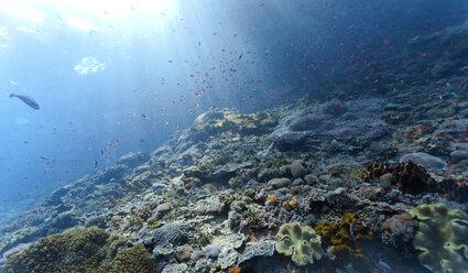 Indonesien, Bali, Nusa Lembongan, Korallenriff und verschiedene Rifffische, Lyretail Anthias, Pseudanthias squamipinnis, Fischschwarm, Lichtstrahlen - ZC00570