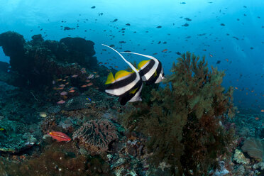 Indonesien, Bali, Nusa Lembongan, Langflossen-Wimpelfisch, Heniochus acuminatus - ZC00571