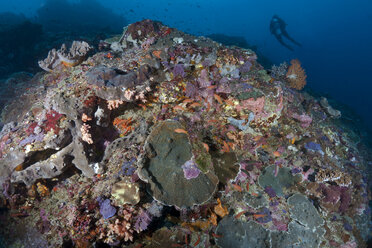 Indonesia, Bali, Nusa Lembongan, Coral reef with Lyretail Anthias, Pseudanthias squamipinnis - ZC00572