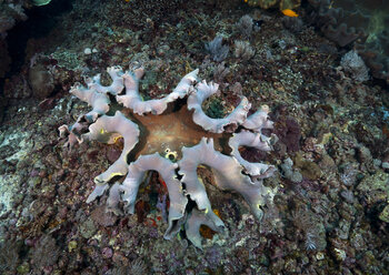 Indonesia, Bali, Nusa Lembongan, Finger leather coral, Lobophytum sp - ZC00575