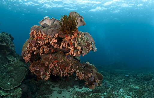 Indonesien, Bali, Nusa Lembongan, tropisches Riff, rote Korallen - ZC00576