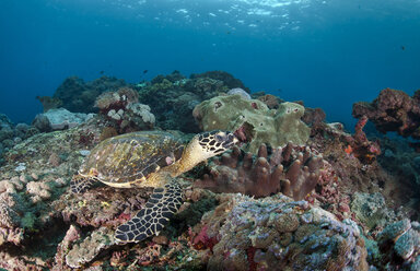 Indonesia, Bali, Nusa Lembongan, hawksbill turtle, Eretmochelys imbricata - ZC00577