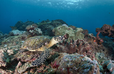 Indonesien, Bali, Nusa Lembongan, Echte Karettschildkröte, Eretmochelys imbricata - ZC00577