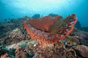 Indonesien, Bali, Nusa Lembongan, Becherköhler Turbinaria sp - ZC00579