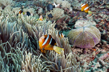 Indonesien, Bali, Nusa Lembongan, Clarks Anemonenfisch, Amphiprion clarkii - ZC00580