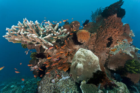 Indonesien, Bali, Nusa Lembongan, Leierschwanz-Anthias, Pseudanthias squamipinnis und Pfirsich-Feenbarsche, Pseudanthias dispar - ZC00581