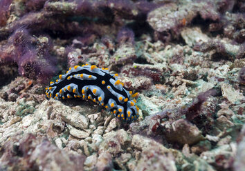 Indonesien, Bali, Nusa Lembongan, Geschwollene Schmetterlingsblütler, Phyllidia varicosa - ZC00582