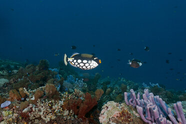 Indonesia, Bali, Nusa Lembongan, clown triggerfish, Balistoides conspicillum - ZC00585