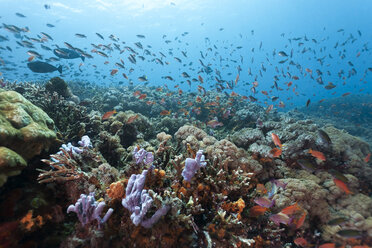 Indonesien, Bali, Nusa Lembongan, Korallenriff und Lyretail Anthias, Pseudanthias squamipinnis - ZC00586