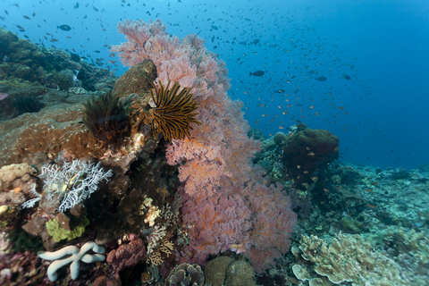 Indonesien, Bali, Nusa Lembongan, Gorgonien-Seefächer, Solenocaulon sp, lizenzfreies Stockfoto