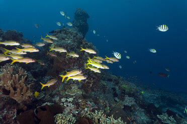 Indonesien, Bali, Nusa Lembongan, Gelbschwanzschnapper, Ocyurus chrysurus - ZC00588