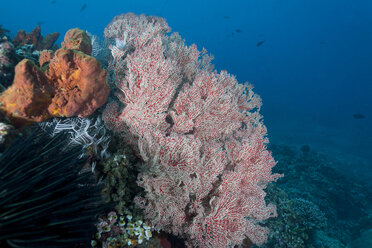 Indonesien, Bali, Nusa Lembongan, Gorgonien-Seefächer, Iciligorgia rubra - ZC00589