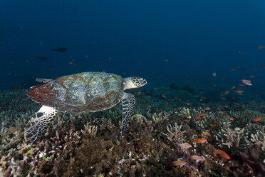 Indonesia, Bali, Nusa Lembongan, hawksbill turtle, Eretmochelys imbricata - ZC00590