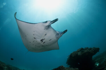 Indonesien, Bali, Nusa Penida, Riffmantarochen, Manta alfredi - ZC00591